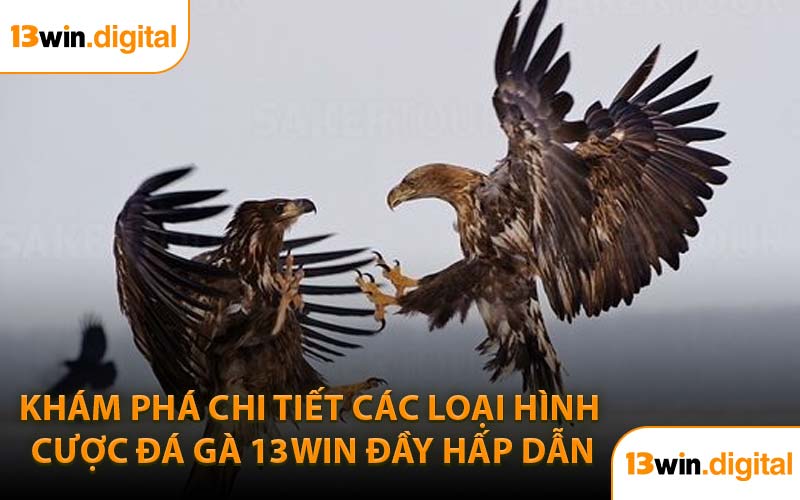 Khám phá chi tiết các loại hình cược đá gà 13WIN đầy hấp dẫn