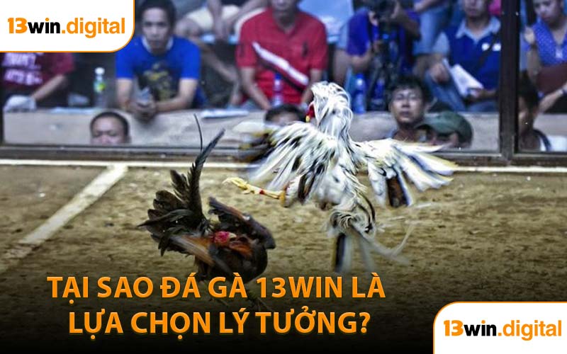 Tại sao đá gà 13WIN là lựa chọn lý tưởng?
