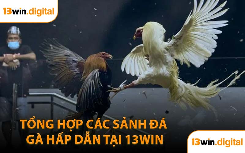 Tổng hợp các sảnh đá gà hấp dẫn tại 13WIN